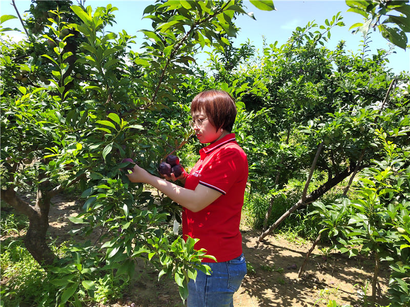 帮助农户销售红布林 助力乡村振兴